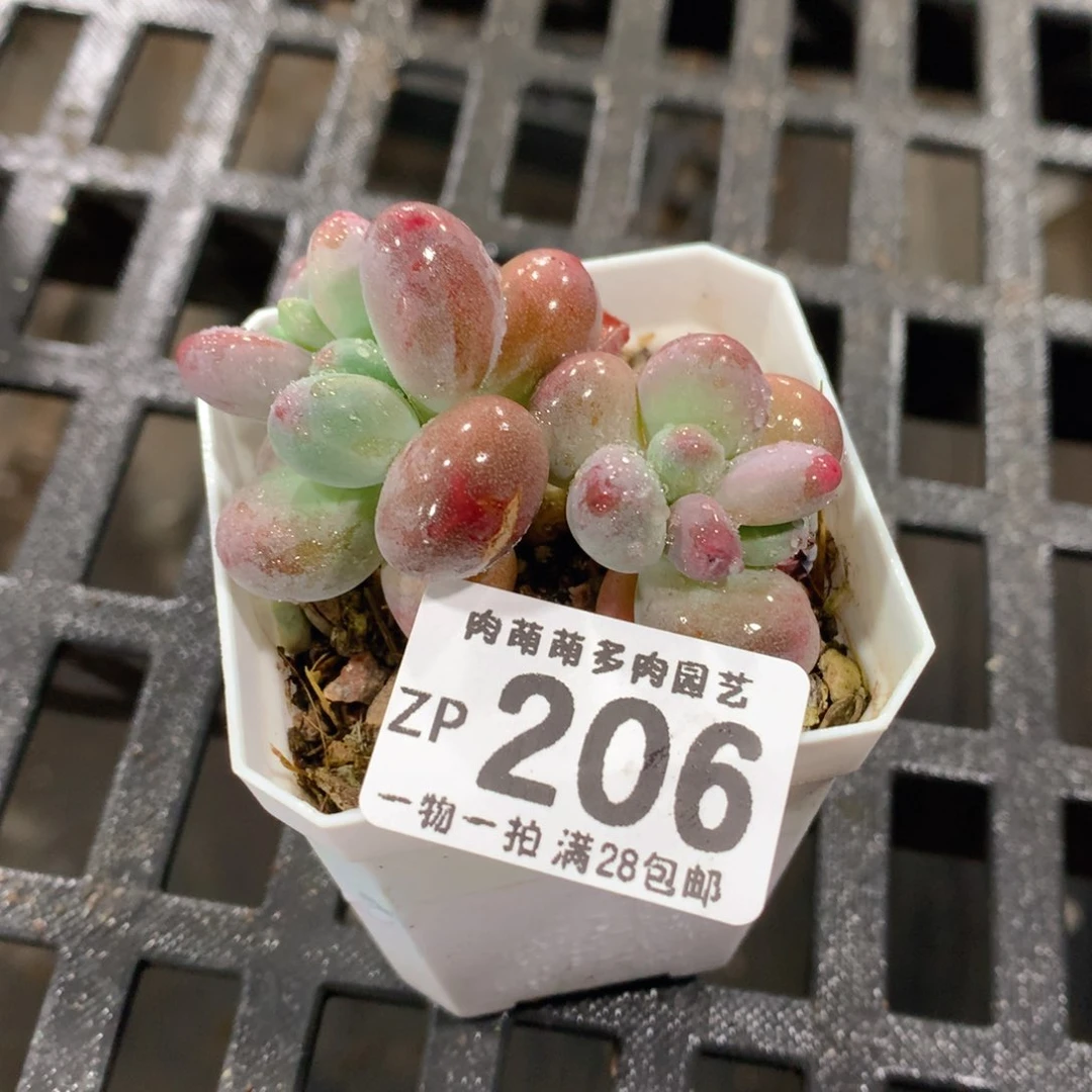 肉萌萌拇指盆精控多肉ZP206