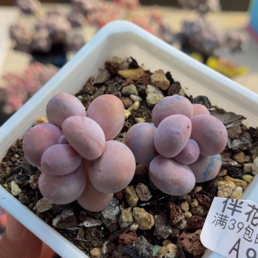 988/5cm蛋黄奶多肉