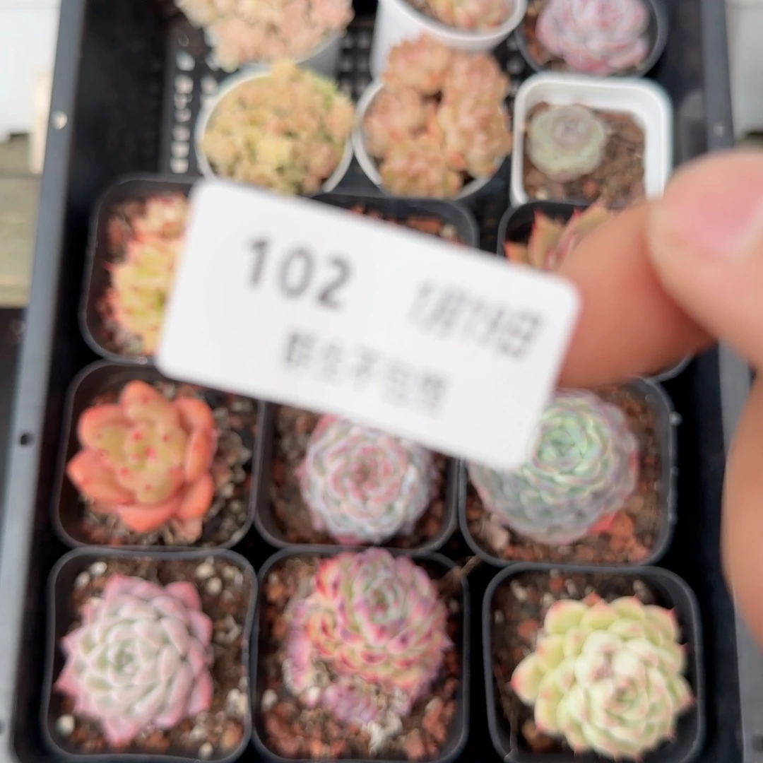 框拍框拍0119-102