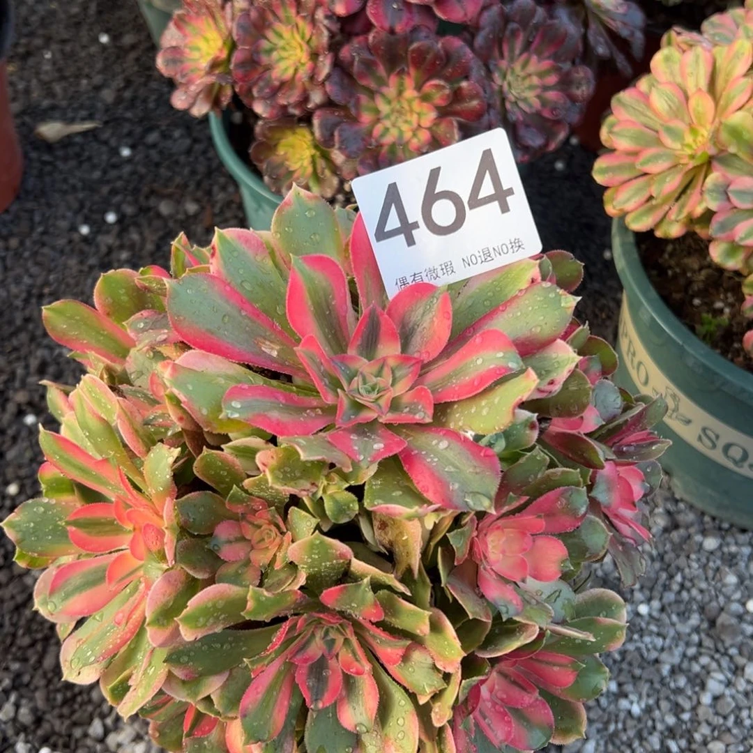 我是真的很喜欢这个