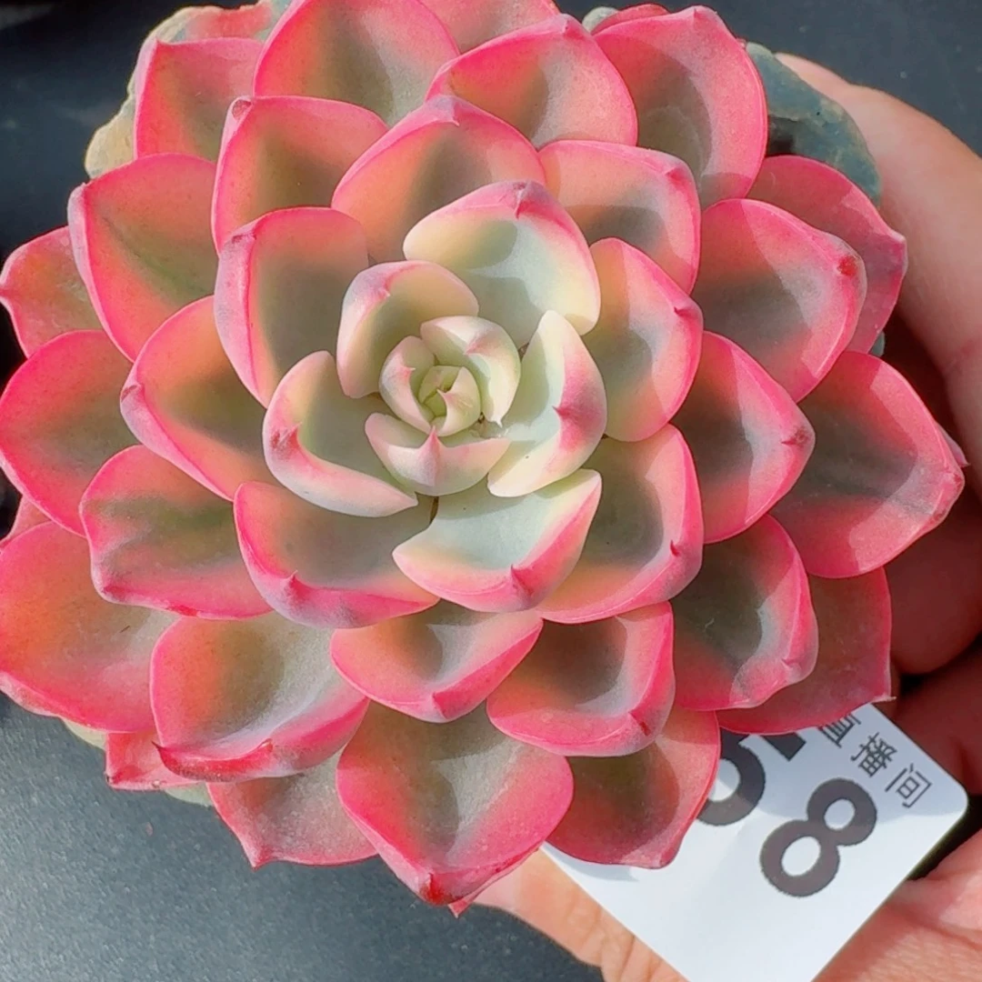 孤品锦      愿你一路坦途，乘风破浪展宏图