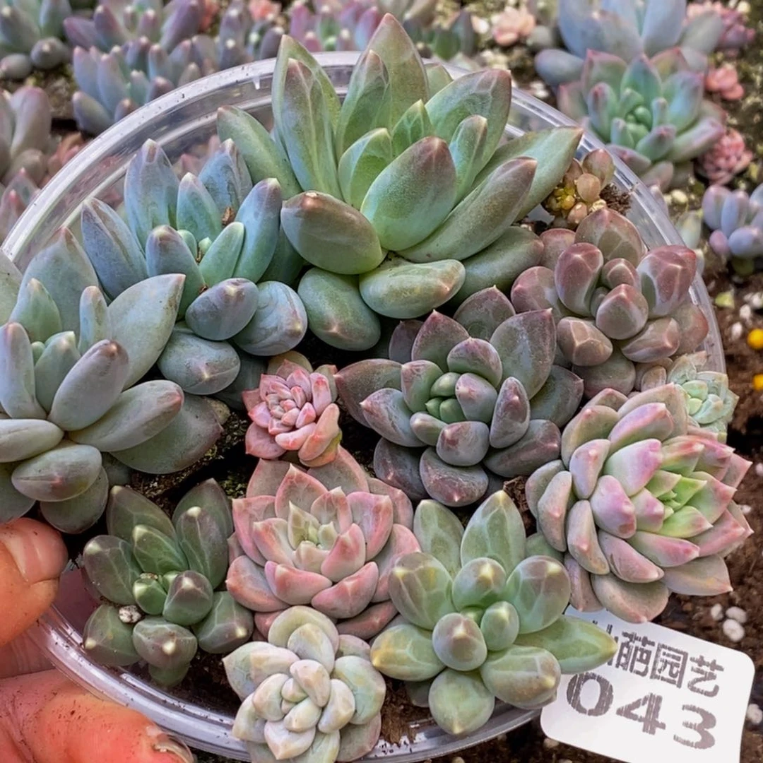 043多肉植物保护研究所所长