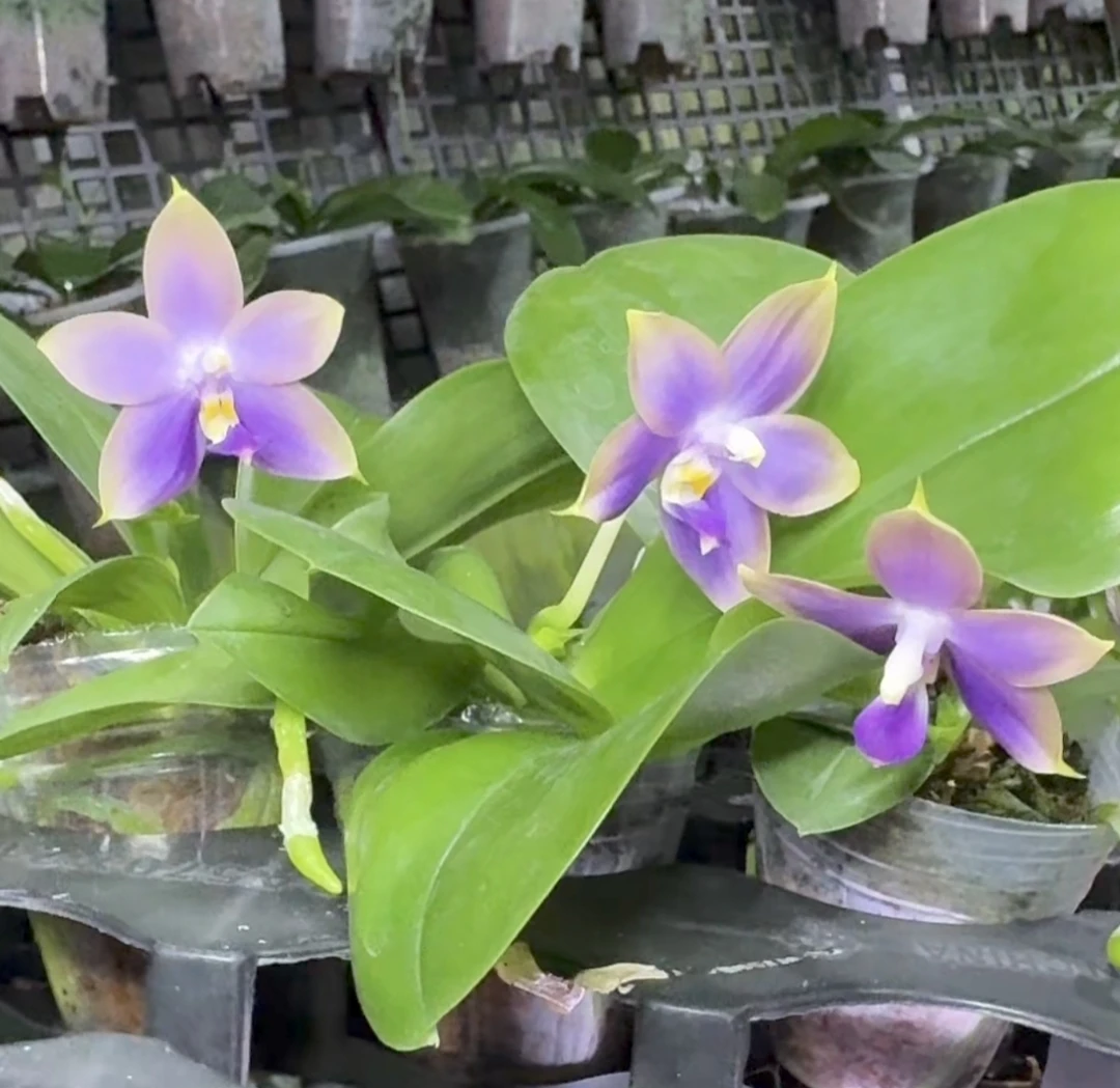 盈收 YSM258 诺曼蓝龙‘天空之城’ 2.5寸 开花株  少根