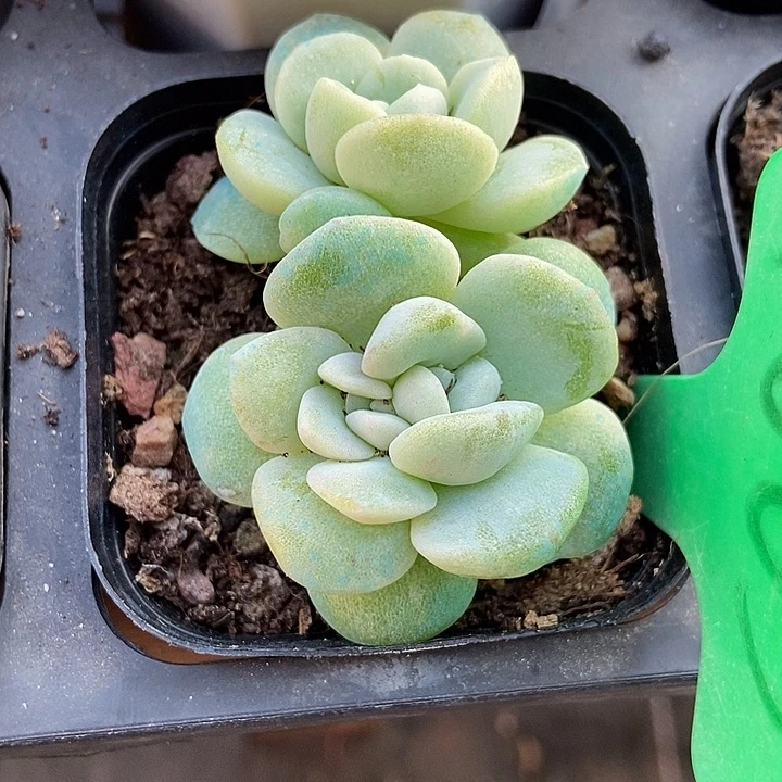 多肉植物冰玉石化1663