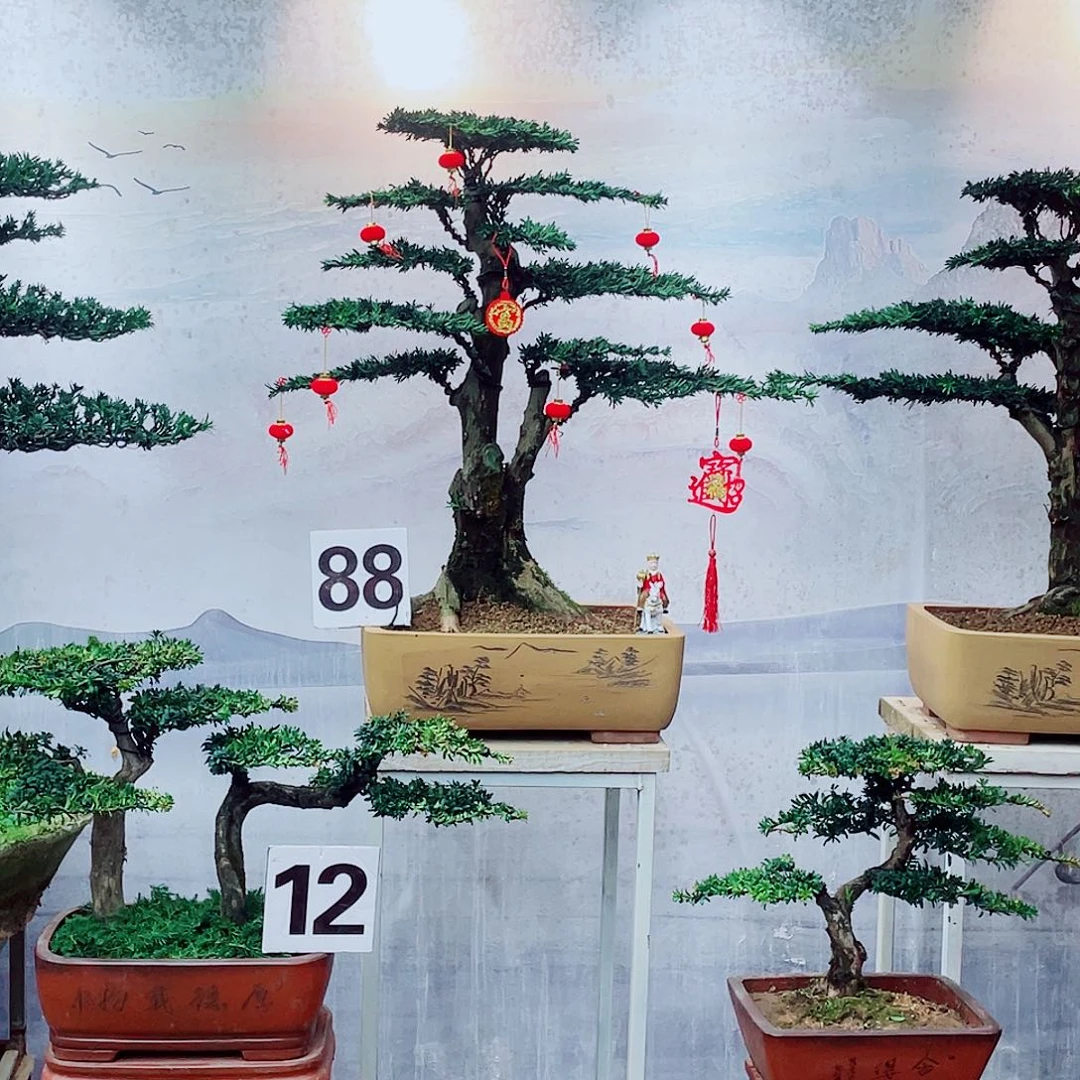 盆景盆景艺术罗汉松盆景