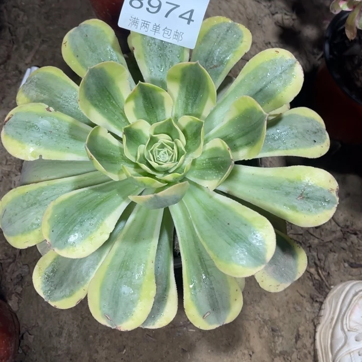 8974香炉盘的地方的