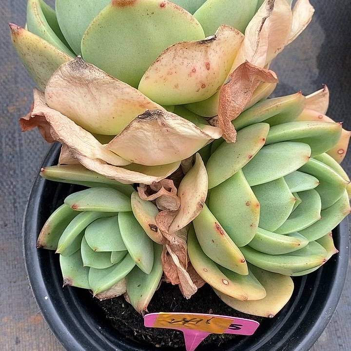 小****82416————直播福利有伤