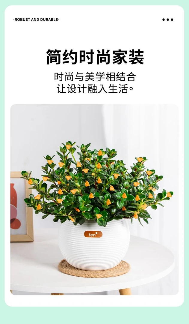 【金鱼花】盆栽花卉植物带花苞内外阳台绿植浓香型四季好养美化包
