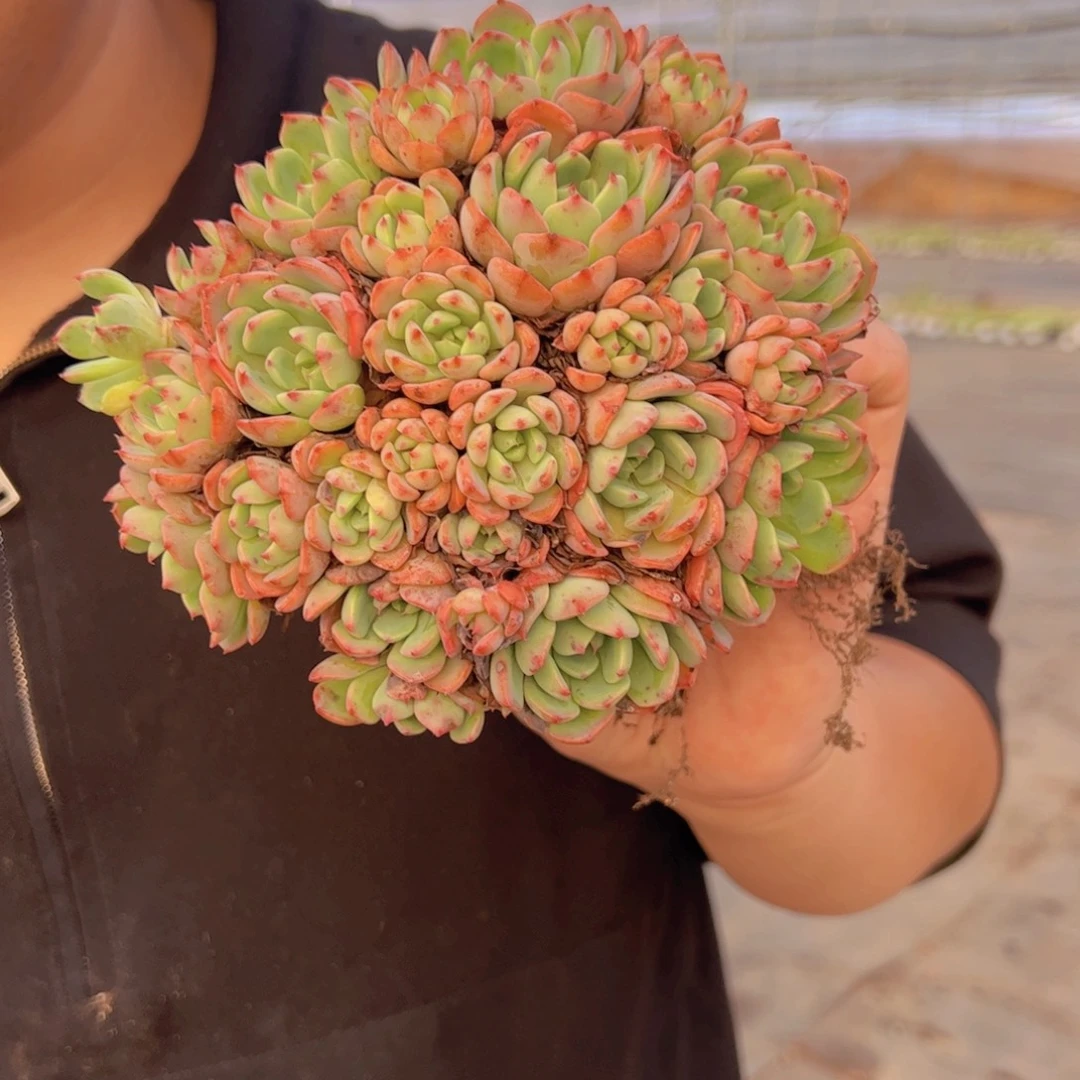 娜娜小勾整装手捧