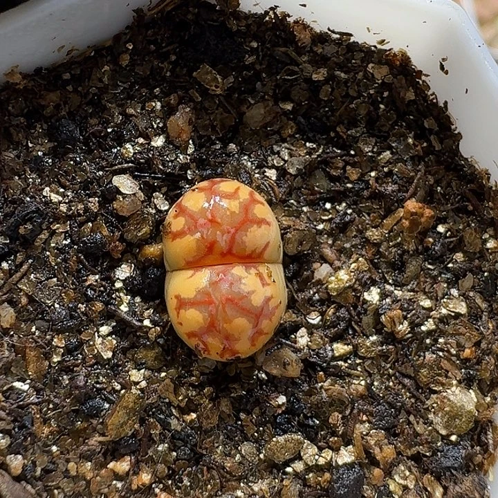 生石花111111。   1.5左右。  162