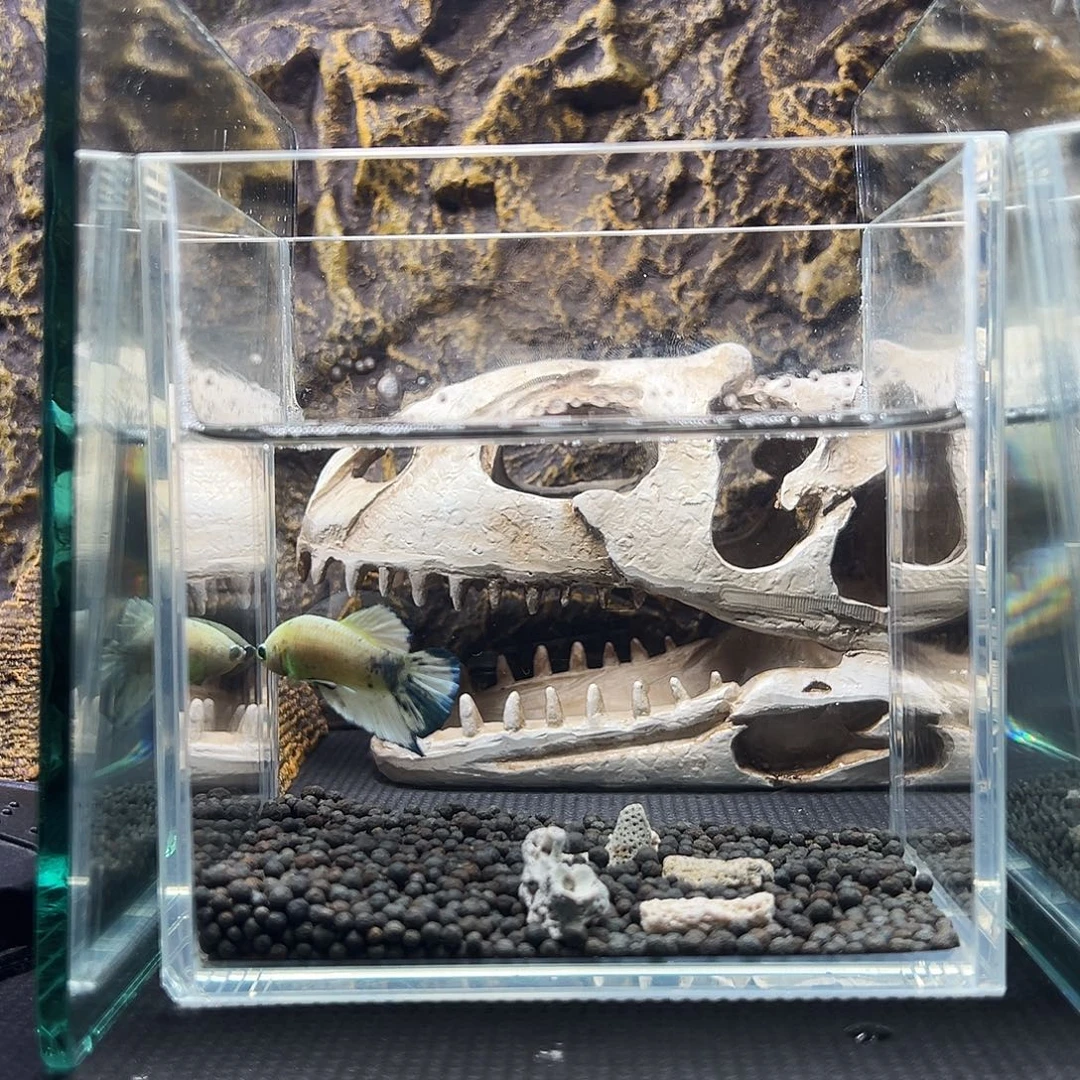 斗鱼精品精品精品精品