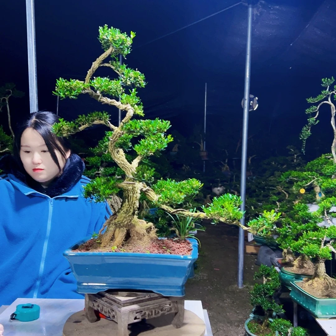 无花朵黄杨木