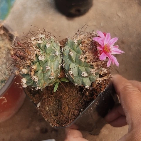 489赤花娇丽仙人球