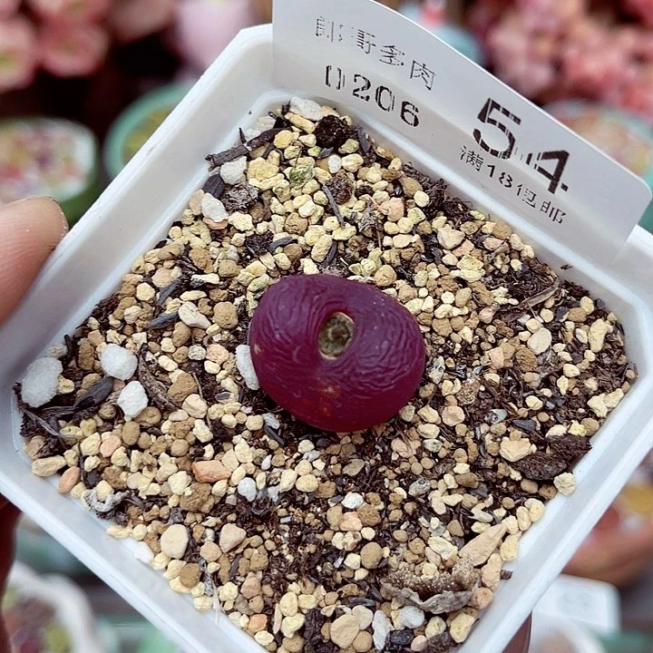 生石花满18包邮6-54