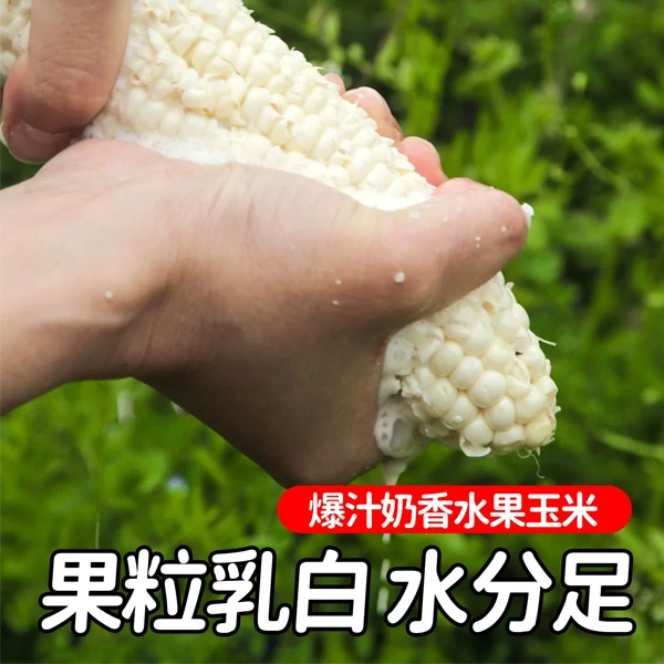 重庆市忠县汝溪镇村集体自种水果蔬菜玉米鲜嫩汁多爆浆玉米香甜