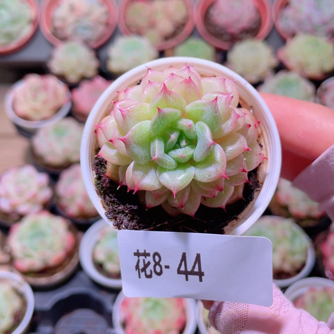 花利美8-44新麦秆