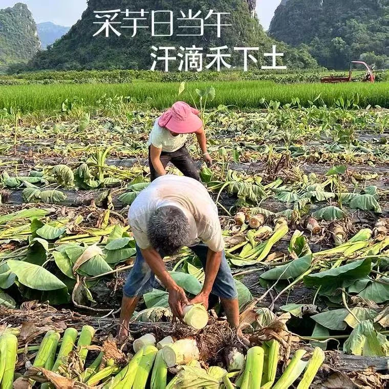 助农不易.拍下请勿退单感谢支持 !   广西农家种植芋头