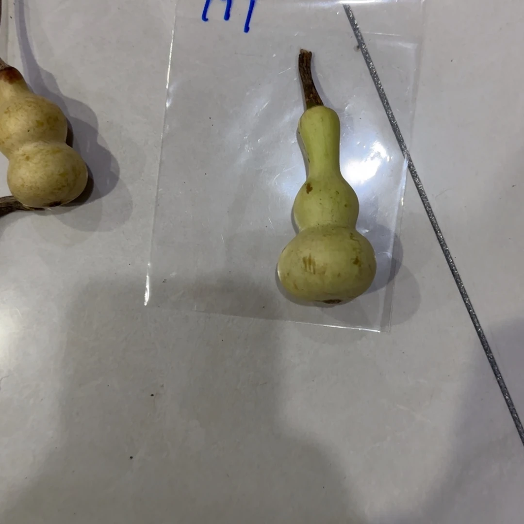 健***年青皮不包成青皮不包成