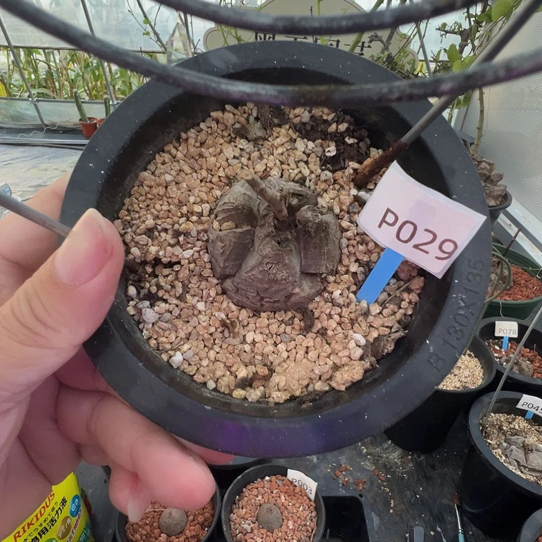 多肉植物专拍 一物一拍 南非龟甲龙029