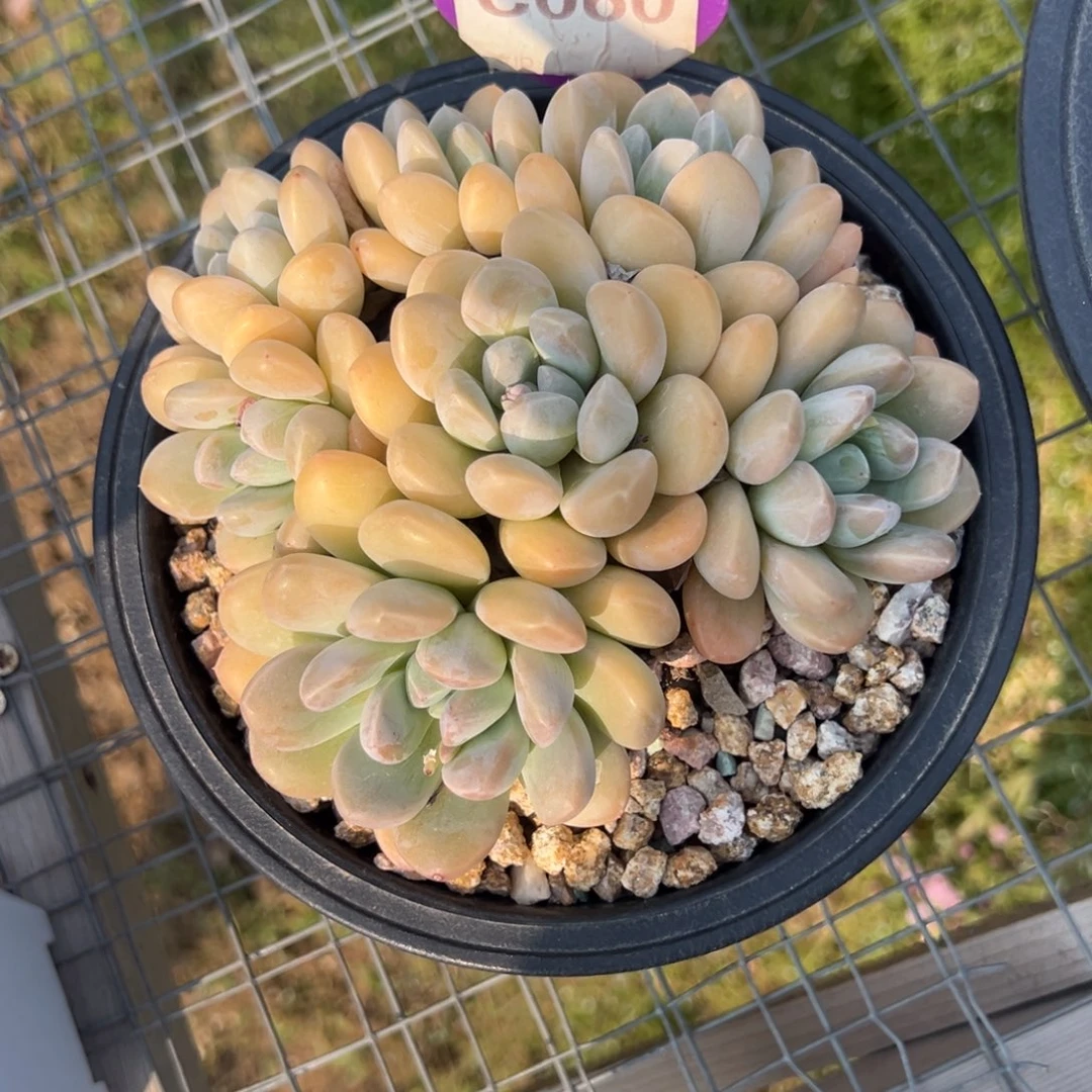 0****0c060多肉植物aaa