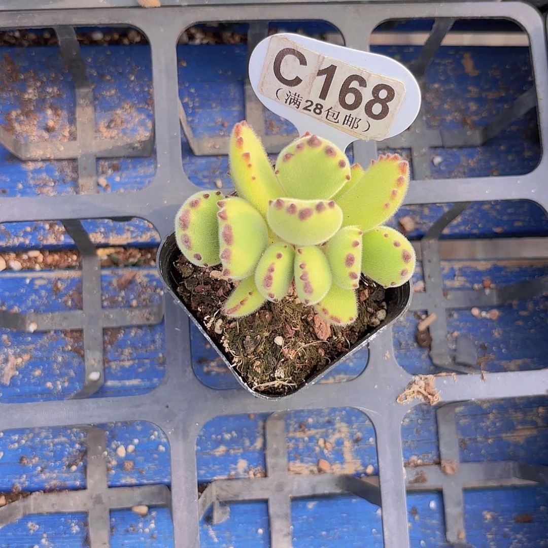 C168熊童子一物一拍