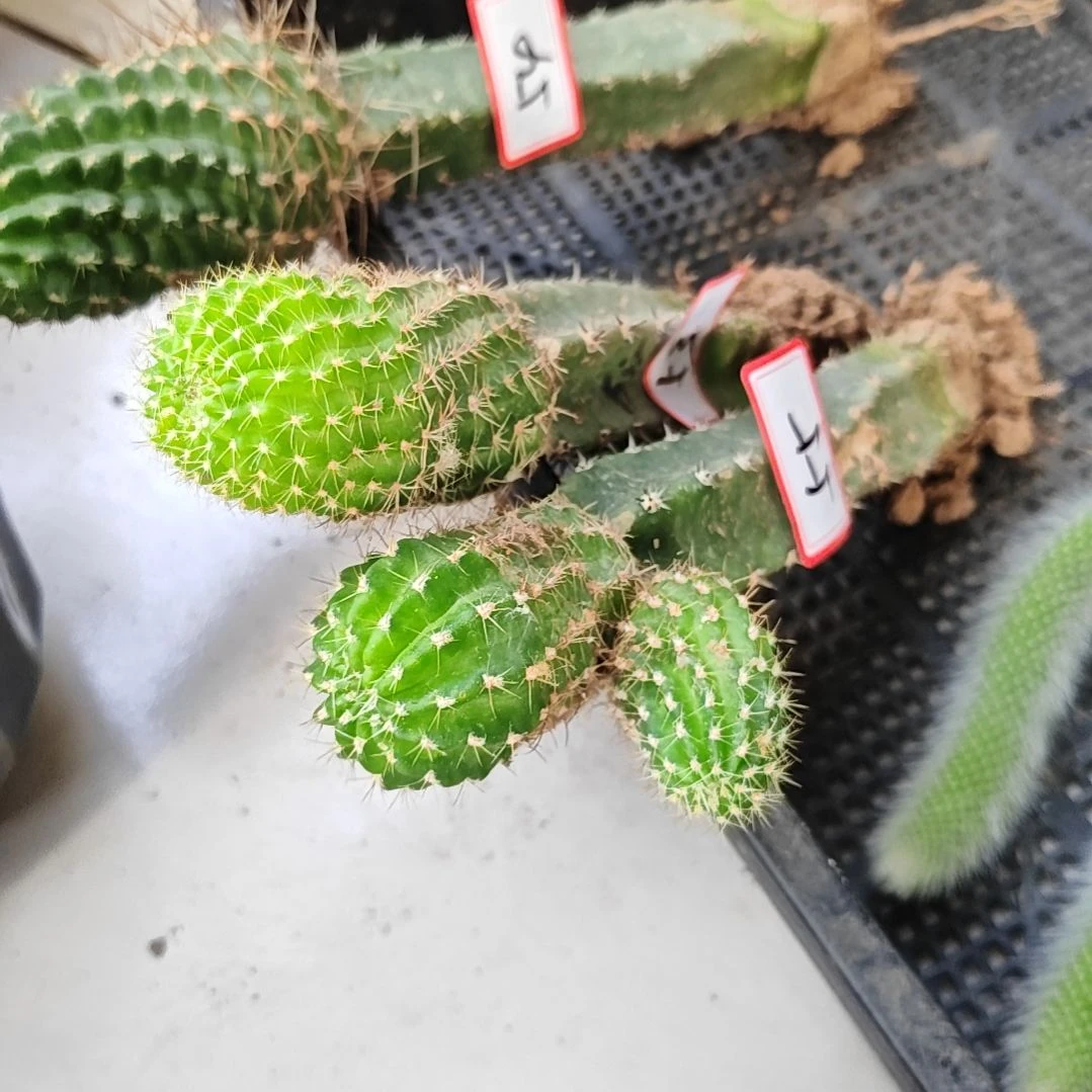 丽花组合三颗53-55丽7.bir.火焰福
