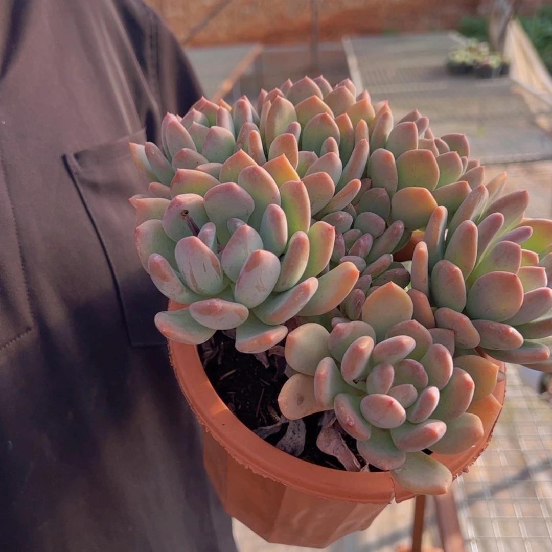 灰姑娘六头起发，180杯