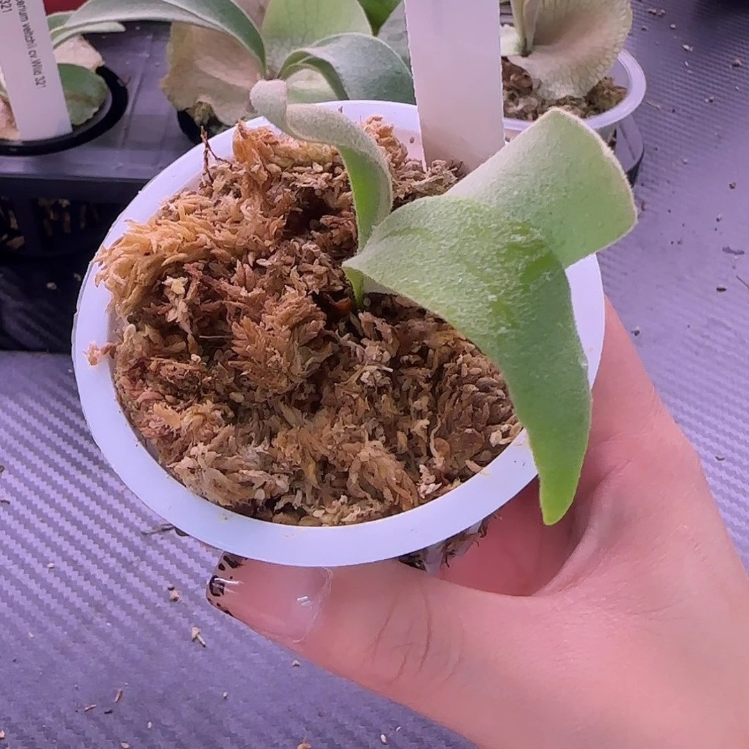 银凤鹿角蕨孢子苗