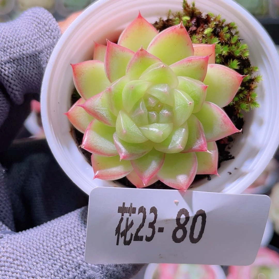 花利美23-80新品