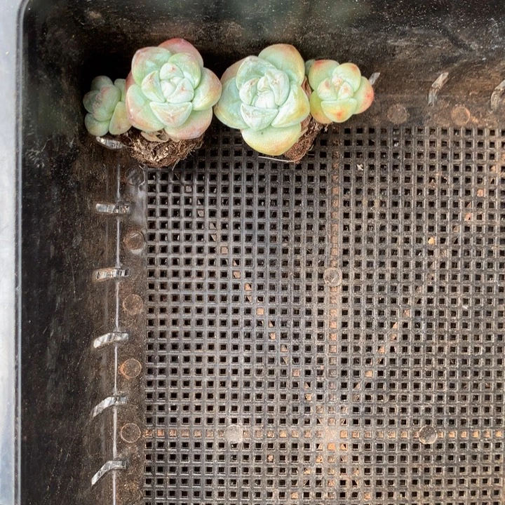 精控紫心冰玉一物一拍