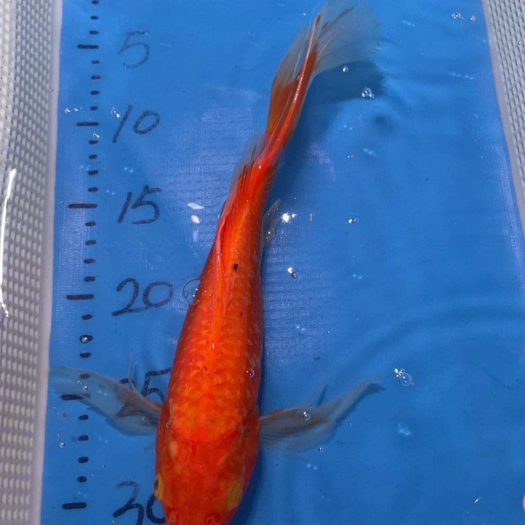 锦鲤锦鲤包邮蝴蝶鲤鱼