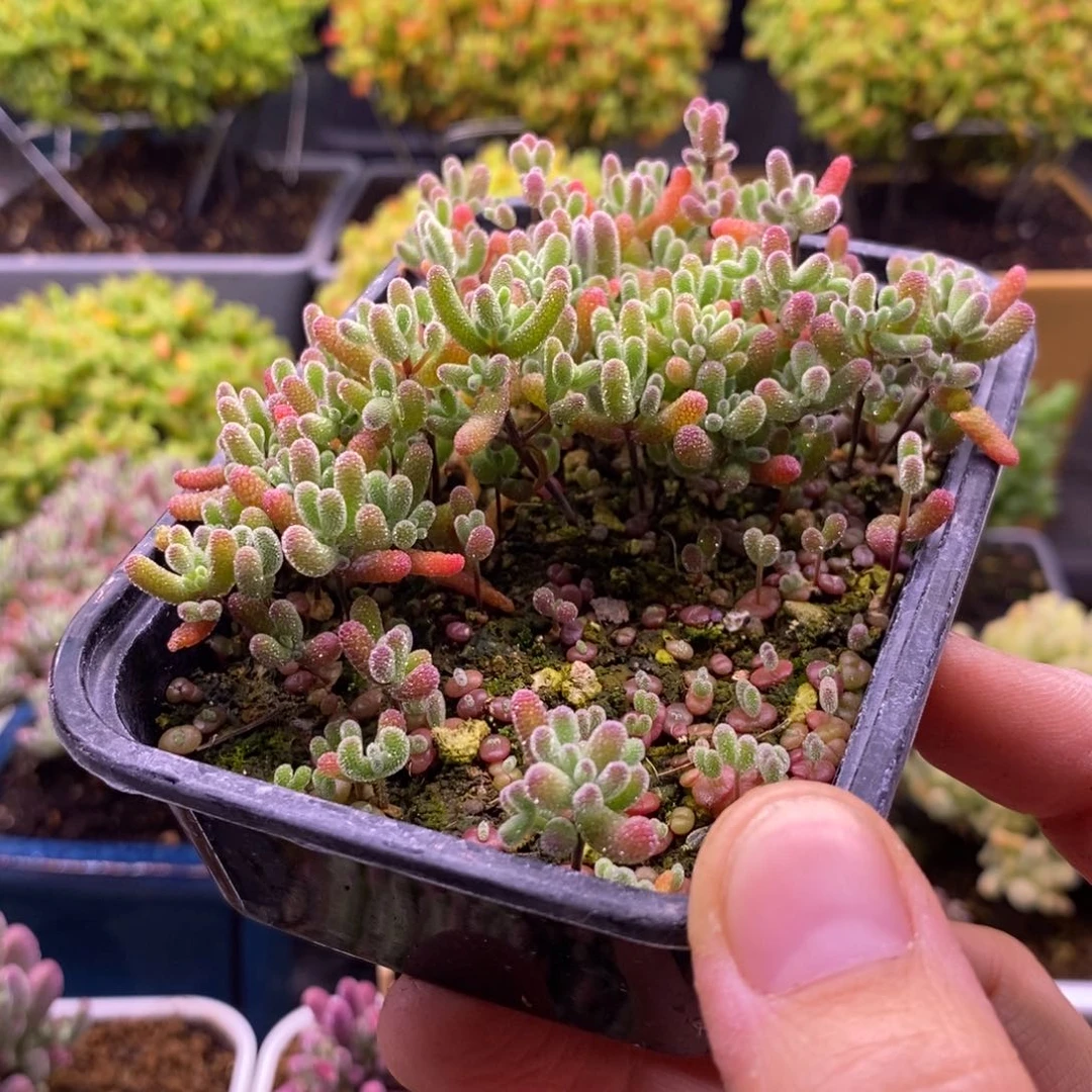 …***呀912混合小苗。