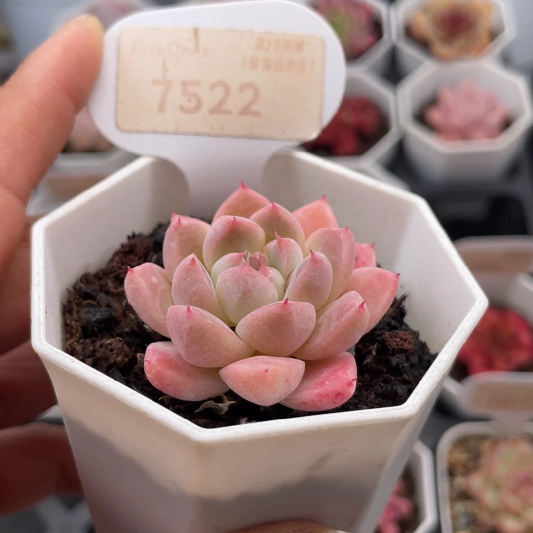 如梦令7522-4.0厘米