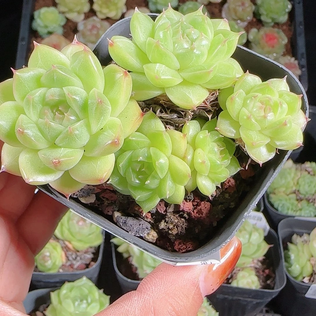 1017-39麦秆优选不包整