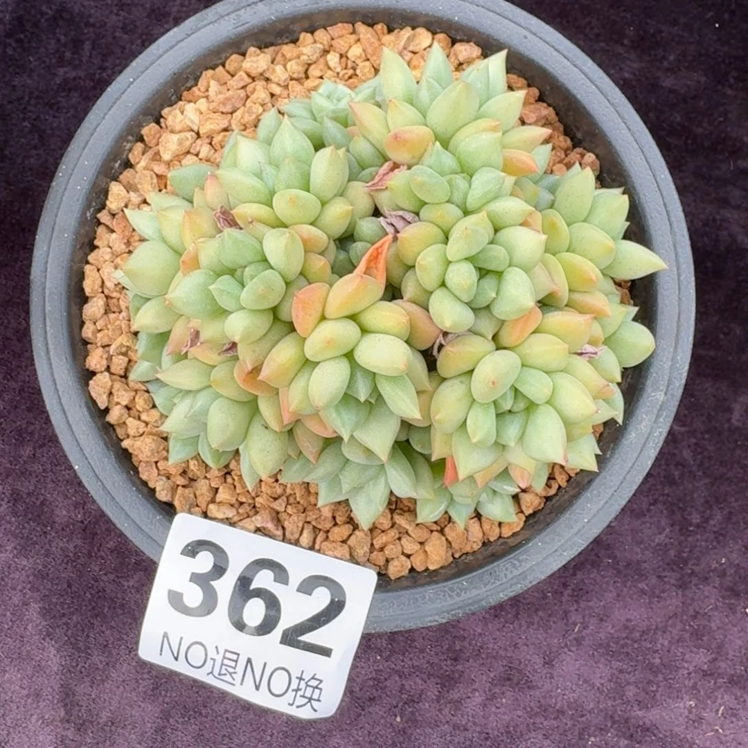 13厘米的尺寸一物一拍362