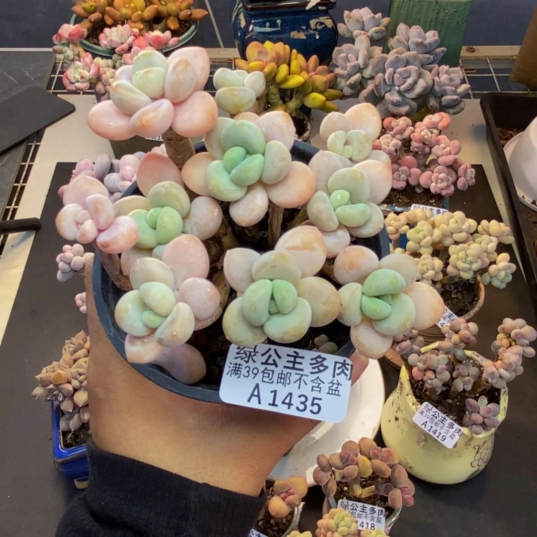 435樱花洛神多肉8cm