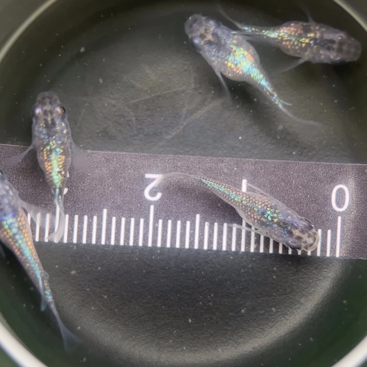 海水鱼短球体蓝宝石5号