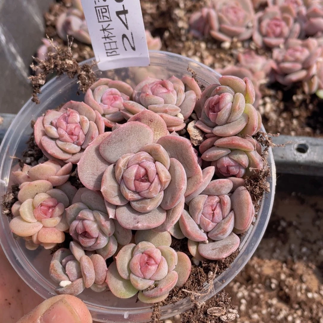 多肉植物多肉植物240