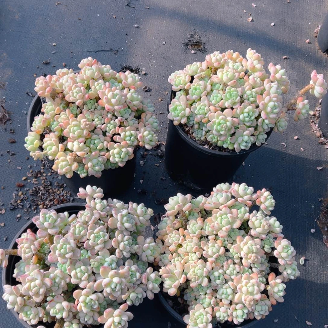 180杯劳尔，满18包邮