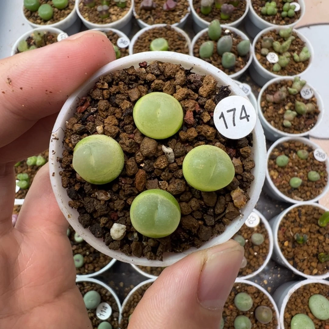 拉登一颗脱土1740000