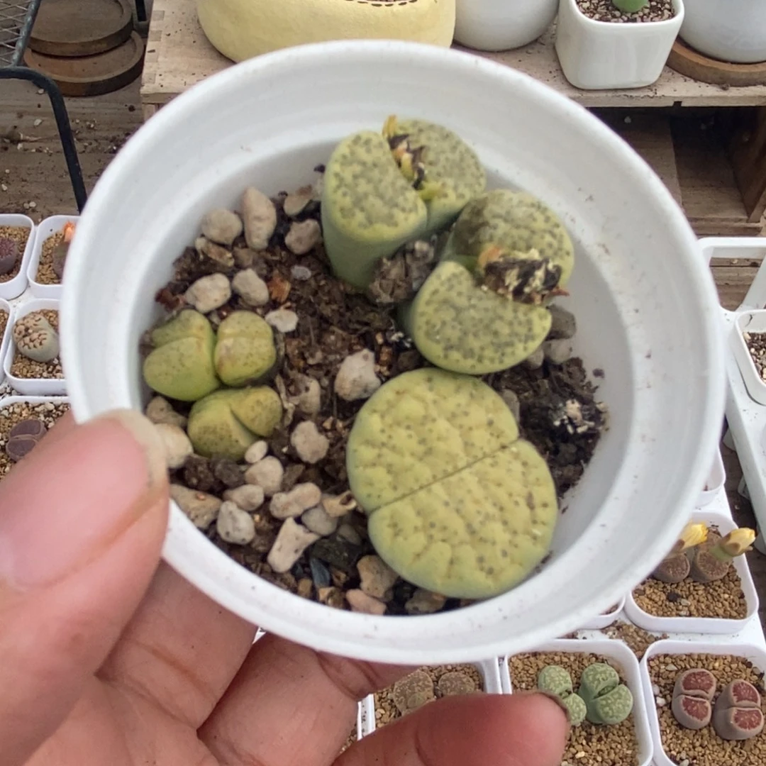 5019 三颗绿微纹玉带盆土