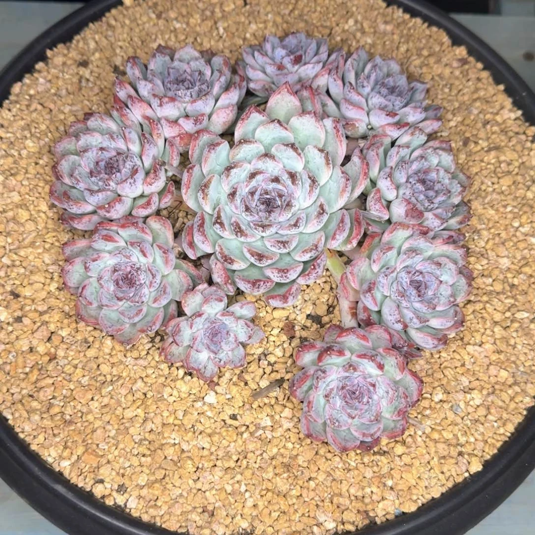 多肉植物多肉植物