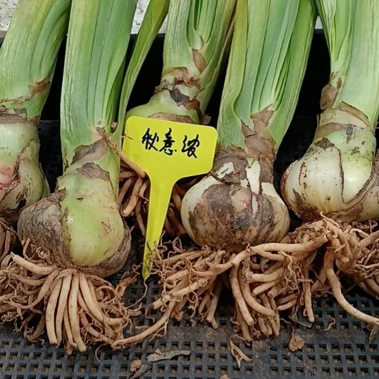无花朵秋意浓6+有裂球发一个