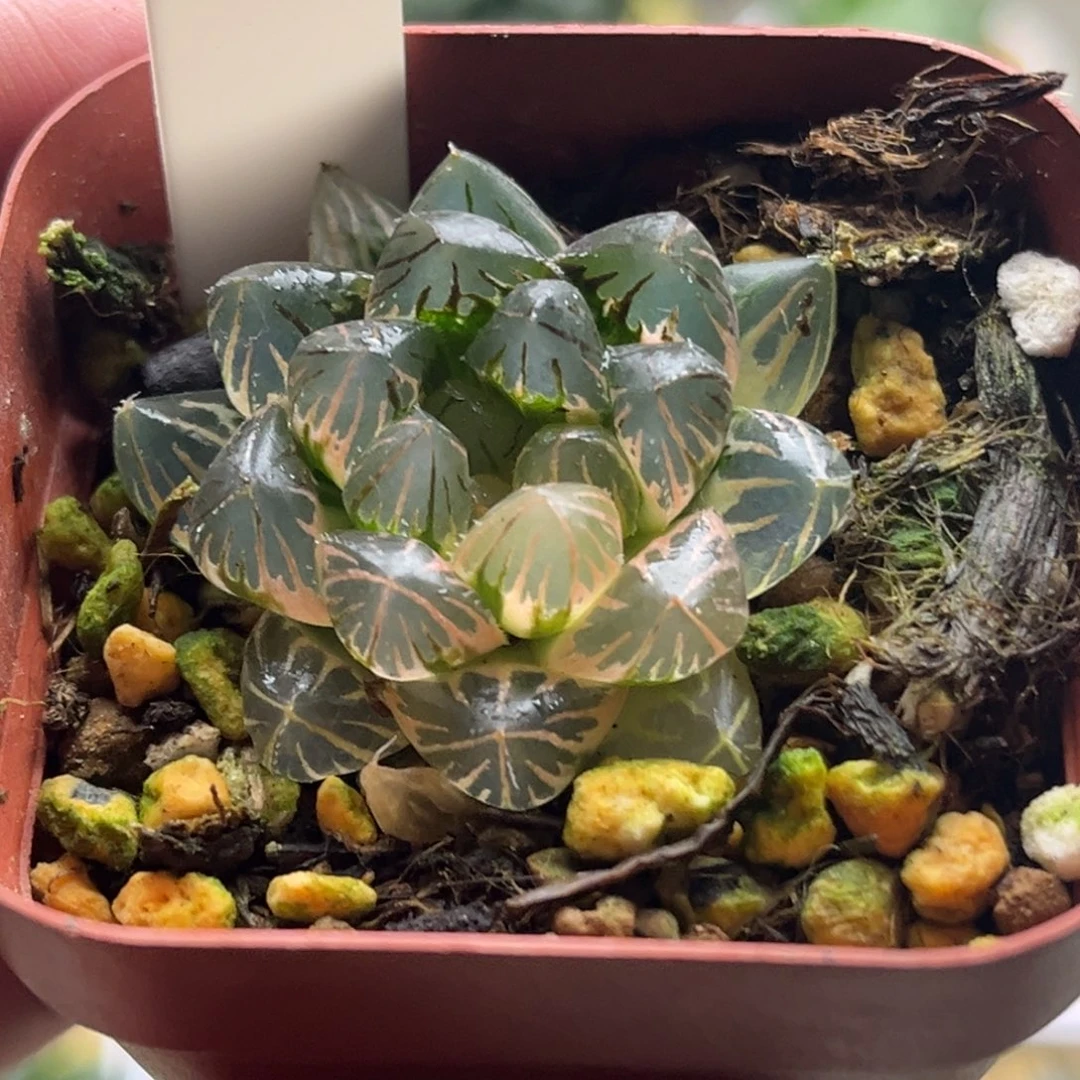 花***弈452霓虹灯发发发发发发