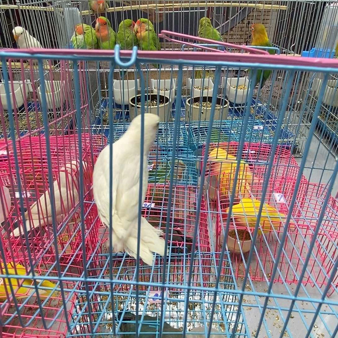 金***忠桃脸牡丹鹦鹉白玉一只