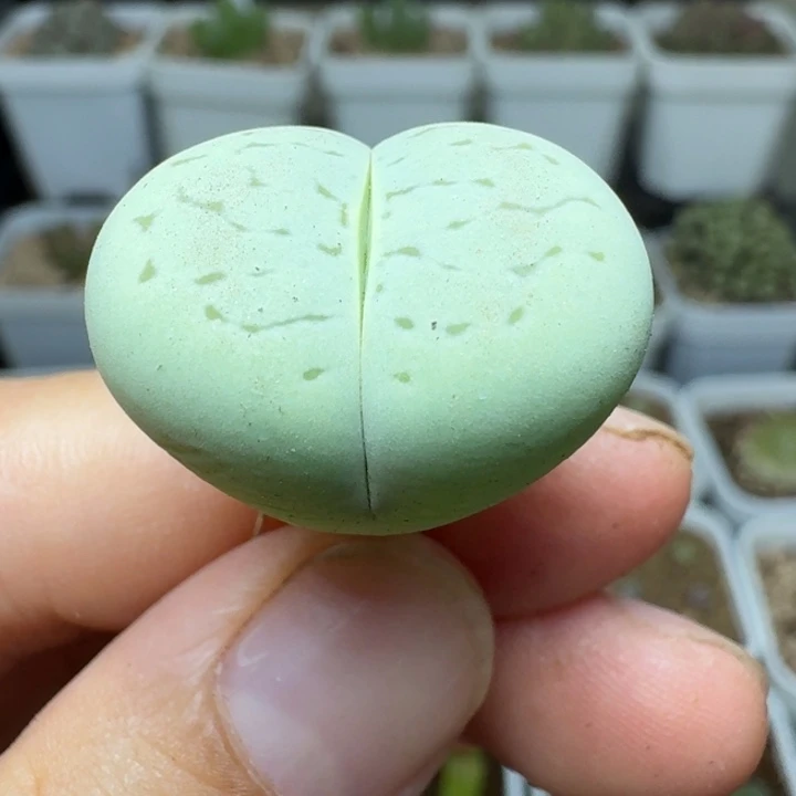 1339绿灵耀玉一颗