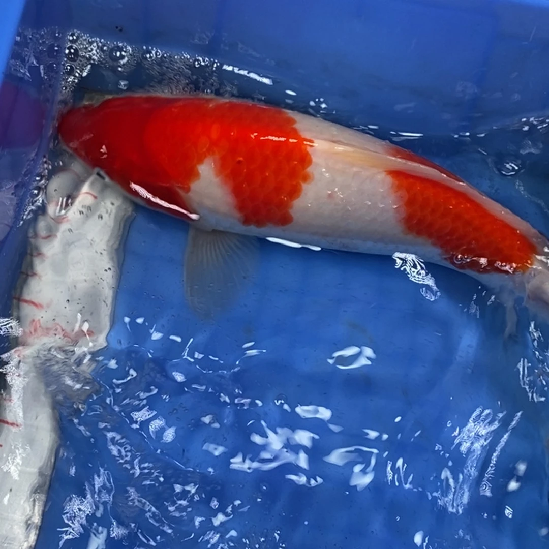 锦鲤冷水锦鲤包邮