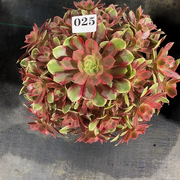 法师浣纱025000000