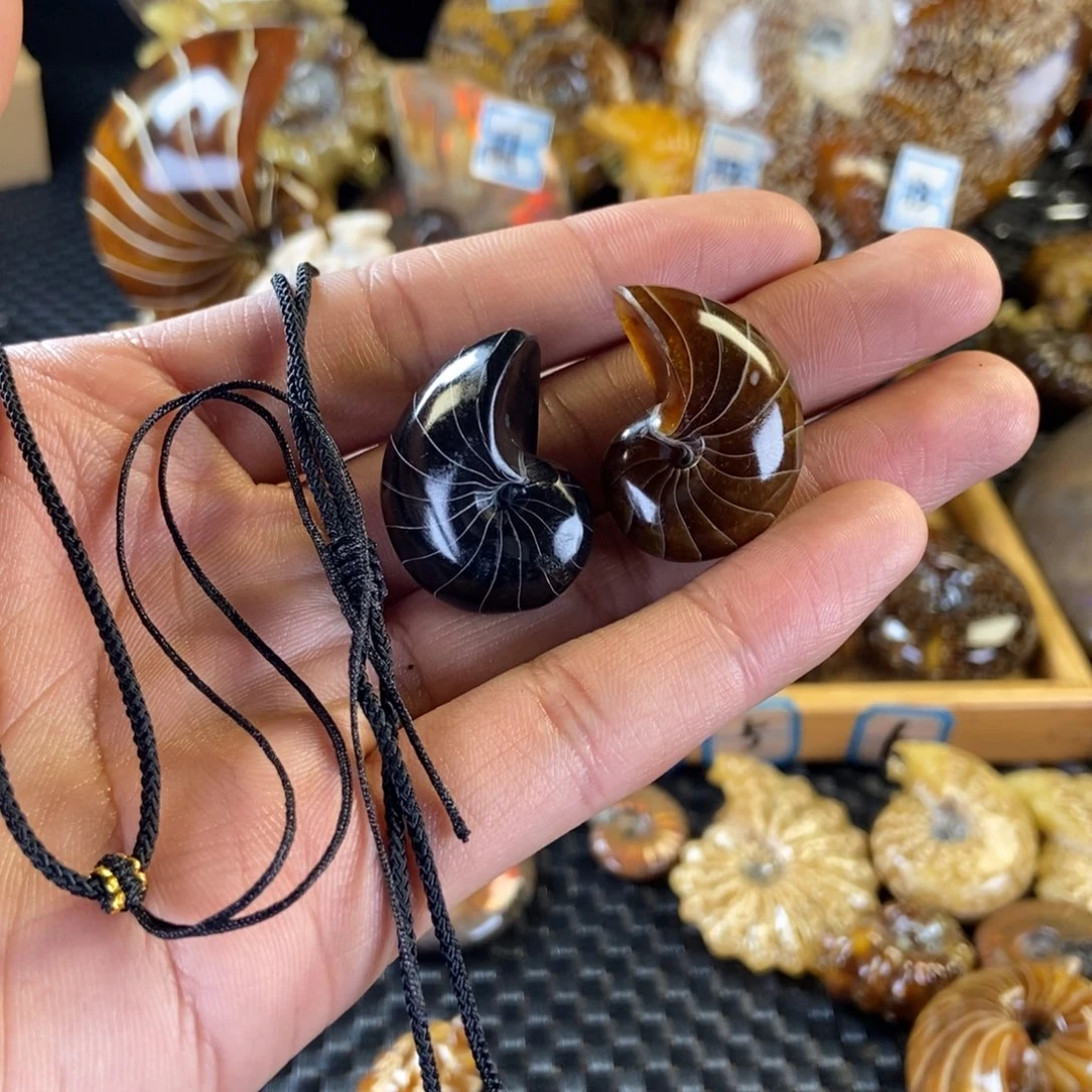 玉天然古生物化石鹦鹉螺化石