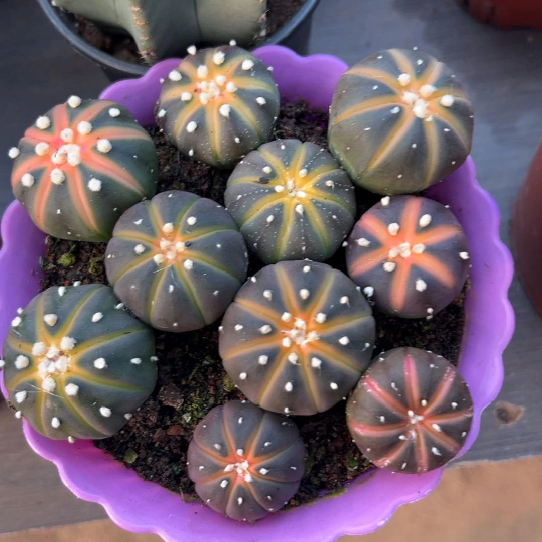 小南瓜兜随机一颗。